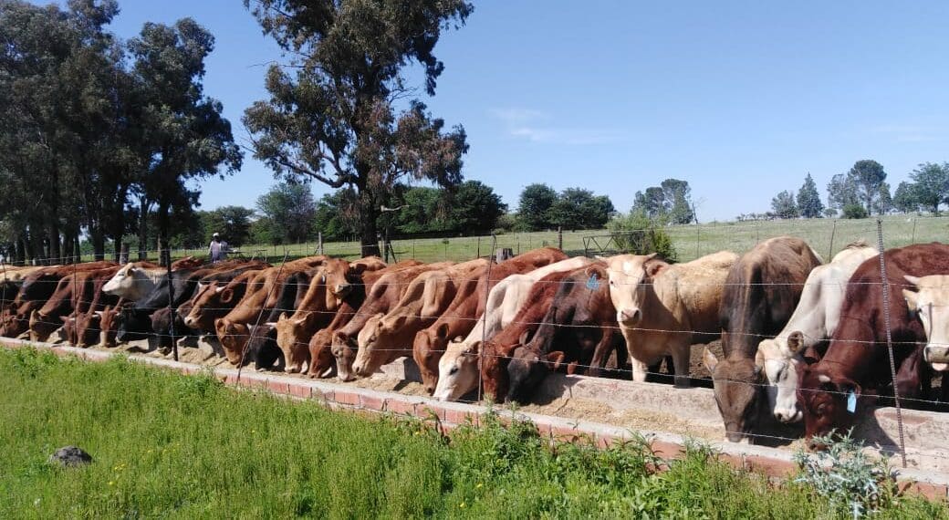 The ultimate guide to understanding feedlots