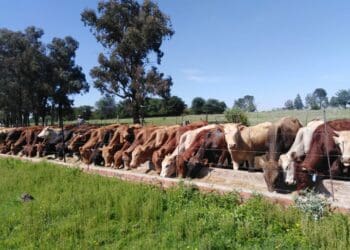 The ultimate guide to understanding feedlots