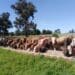 The ultimate guide to understanding feedlots