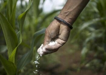 Fertiliser prices have risen nearly 30% since the start of 2022, following last year's 80%. Photo: Supplied/Food For Mzansi