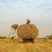Cop27: Agricultural insurers pledge $14bn