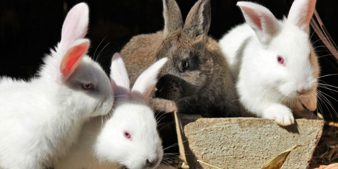 The department announces the outbreak of rabbit haemorrhagic disease (RHD) in the Western and Northern Cape provinces. Photo: Supplied/Unsplash