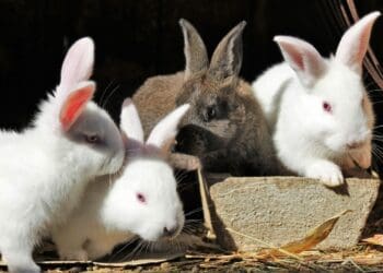 The department announces the outbreak of rabbit haemorrhagic disease (RHD) in the Western and Northern Cape provinces. Photo: Supplied/Unsplash