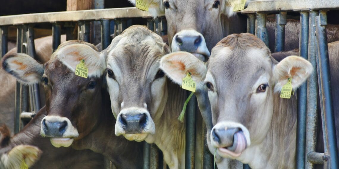 Climate crisis: How livestock farmers can help
