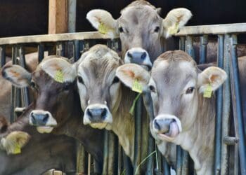 Climate crisis: How livestock farmers can help