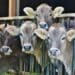 Climate crisis: How livestock farmers can help