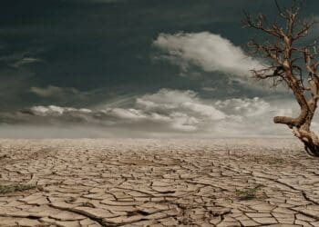 Cop27: The Global Food Security Programme provides research, analysis, and policy recommendations that can effectively enhance global food security. Photo: Supplied/Food For Mzansi
