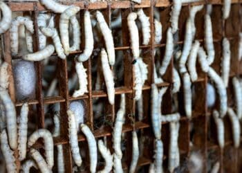 Sericulture is the science of rearing silkworms for the production of raw silk. Photo: Supplied/Pexels