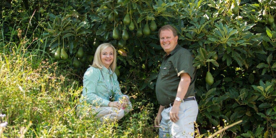 Limpopo farmer loves avocados inside and out