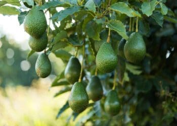 Avocado sector sets sights on Asian markets