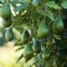 Avocado sector sets sights on Asian markets