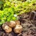 ICYMI: SA’s food security set-up has no room for complacency