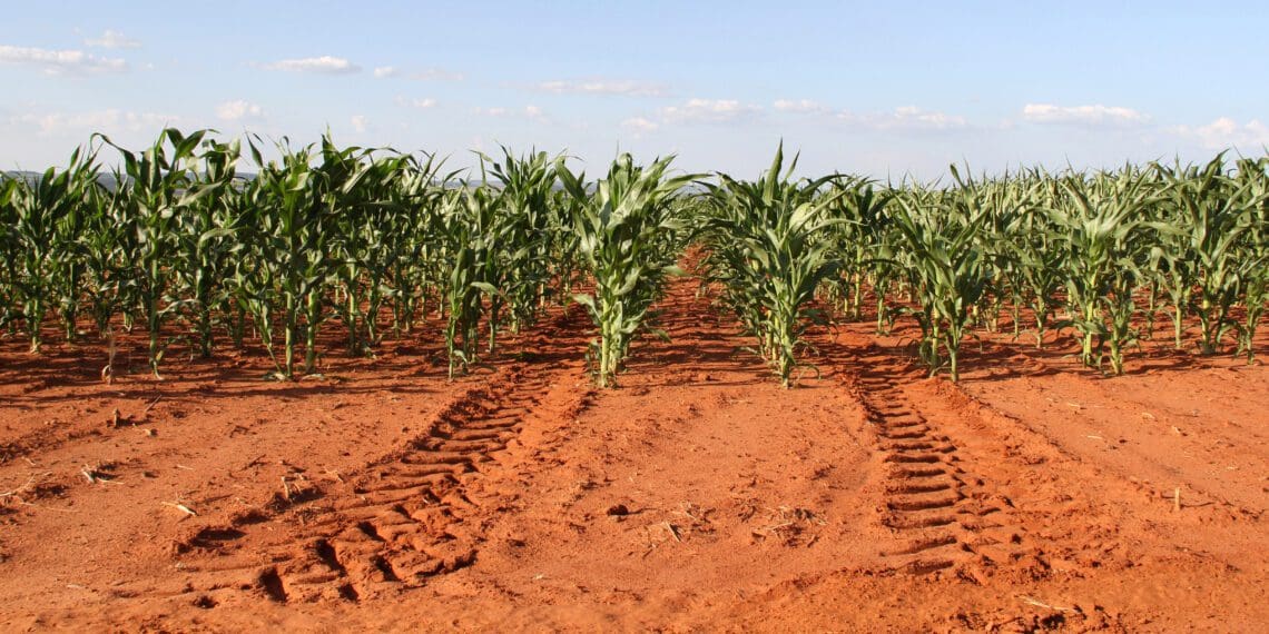 Zim elections: Agri revival burns bright for Africa's food basket