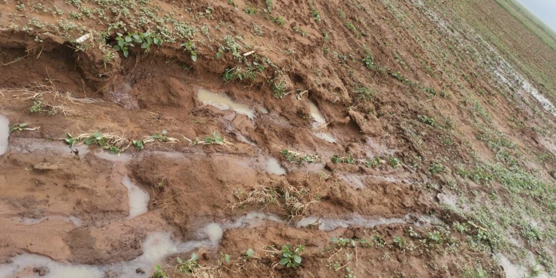 Mzansi’s wet weather is far from over and farmers should expect heavy downpours to last until March next year. Photo: Supplied/CliffordMthimkulu