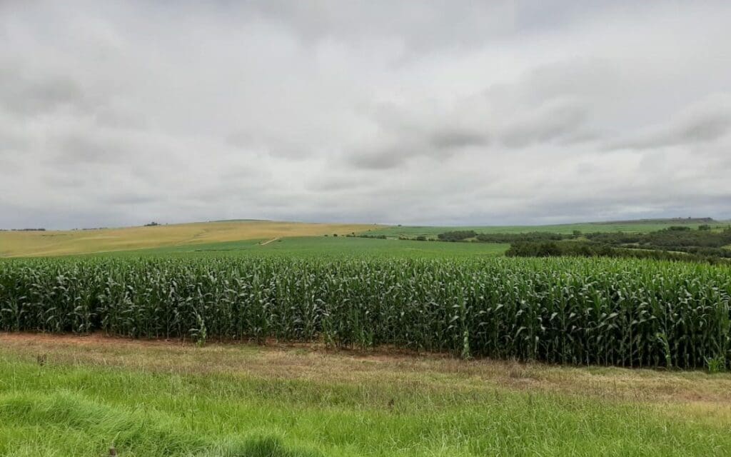 Wandile Sihlobo says that even if plantings are a month behind the optimal window, he is still optimistic that yields could be strong, given recent trends. Photo: Suppplied/WandileSihlobo