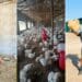 Plucky farmer Mhlanga keeps dusting herself off