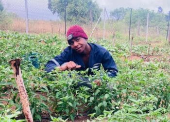 Farmer Mahlatse happy with what's on his plate