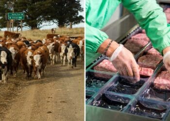 As Mzansi moves into the festive season, meat is expected to trade at higher retail prices, while slaughter prices may trend downwards due to lower demand. Photo: Supplied/FoodForMzansi