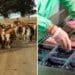 As Mzansi moves into the festive season, meat is expected to trade at higher retail prices, while slaughter prices may trend downwards due to lower demand. Photo: Supplied/FoodForMzansi