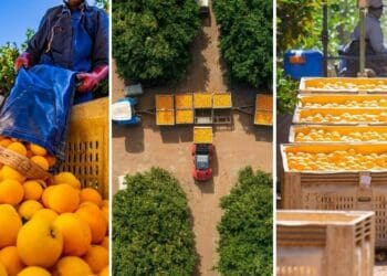 Golden gap looms large for SA's citrus industry