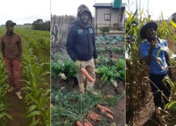 Communal land: Mpumalanga crop farmer Sphesihle Chata is intent on growing his agribusiness despite major challenges. Photo: Supplied/Food For Mzansi