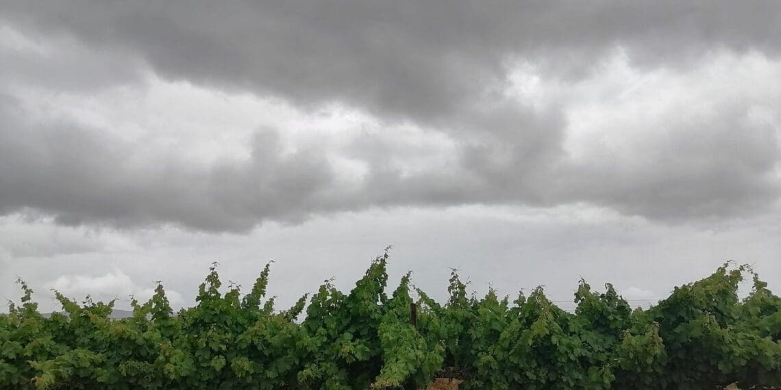 Hail and flooding are exposing South African farms to severe losses. Learn why crop insurance is vital for protecting livelihoods, ensuring food security, and managing climate volatility. Photo: Supplied/Food For Mzansi