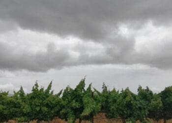 Hail and flooding are exposing South African farms to severe losses. Learn why crop insurance is vital for protecting livelihoods, ensuring food security, and managing climate volatility. Photo: Supplied/Food For Mzansi