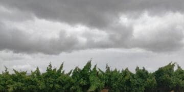 Hail and flooding are exposing South African farms to severe losses. Learn why crop insurance is vital for protecting livelihoods, ensuring food security, and managing climate volatility. Photo: Supplied/Food For Mzansi