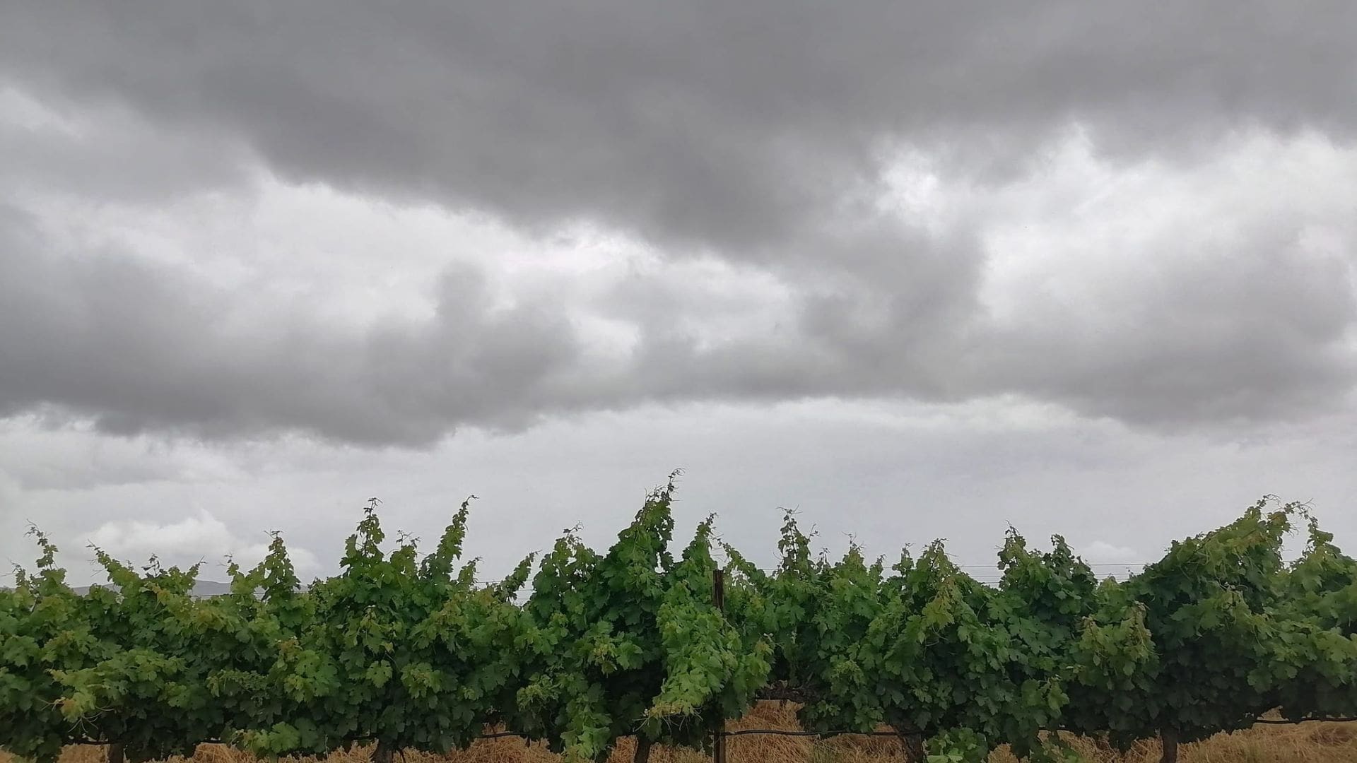 Hail and flooding demand critical crop insurance safety net