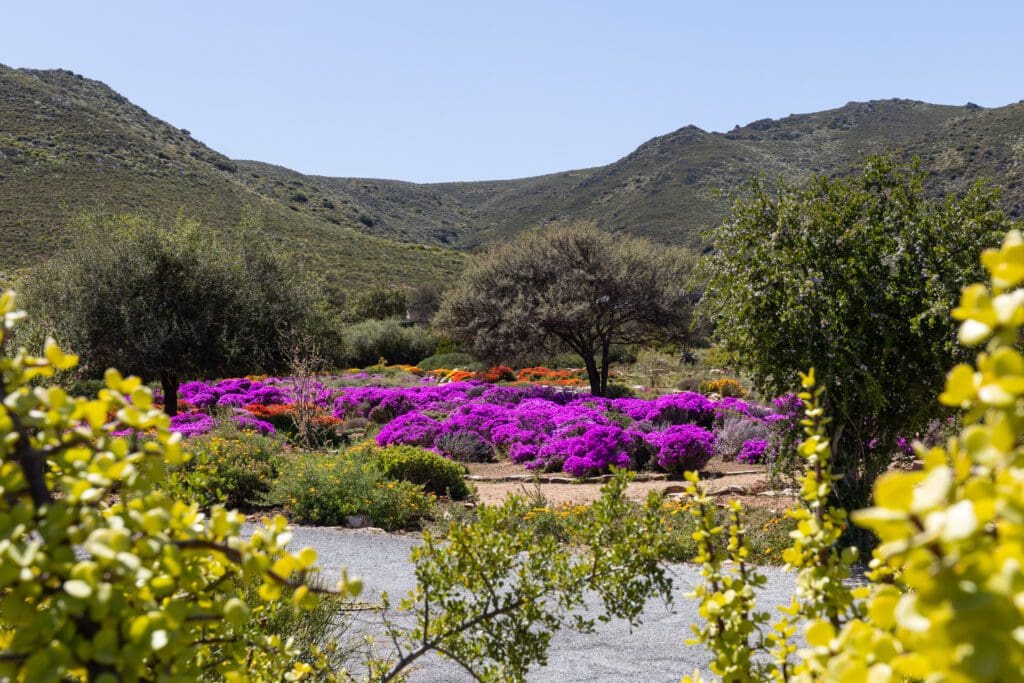 The magnificent Karoo Desert National Botanical Garden in Worcester is becoming more accessible to people with disabilities. 