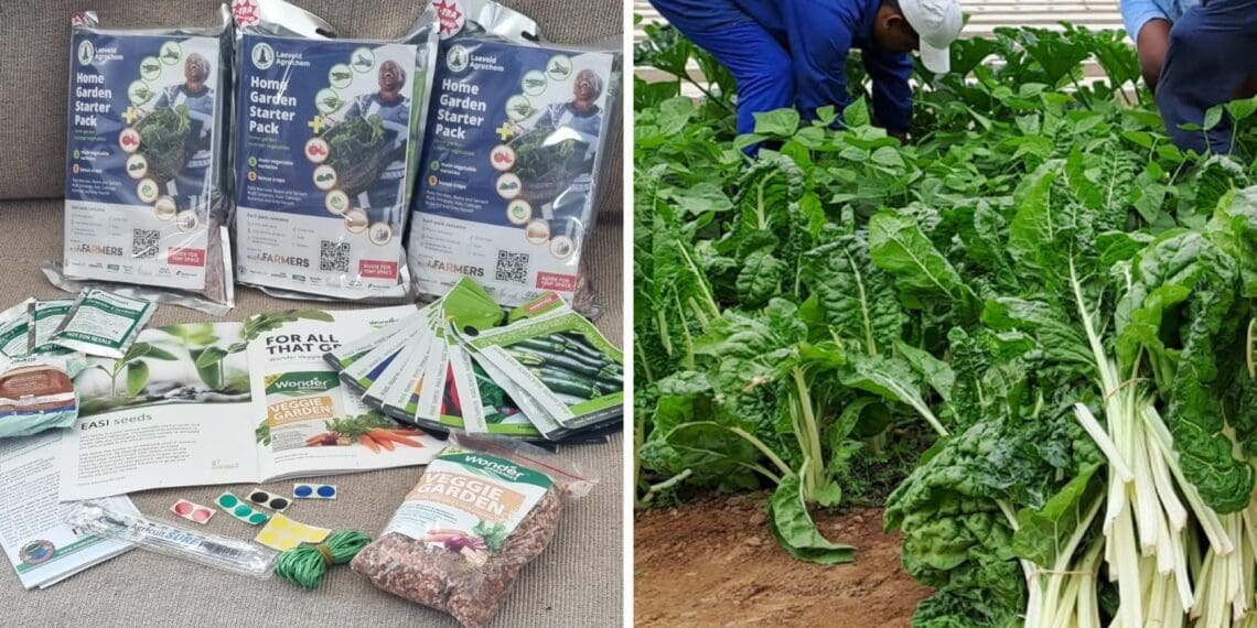 Laeveld Agrochem: A single AgricultSURE vegetable seed pack can feed a family of six for up to six weeks. Each pack consists of seeds for eight types of vegetables, an illustrated instruction manual, fertilizsr and soil improvement and integrated pest control products as well as tools to measure plant spacing. Photos: Supplied/Food For Mzansi