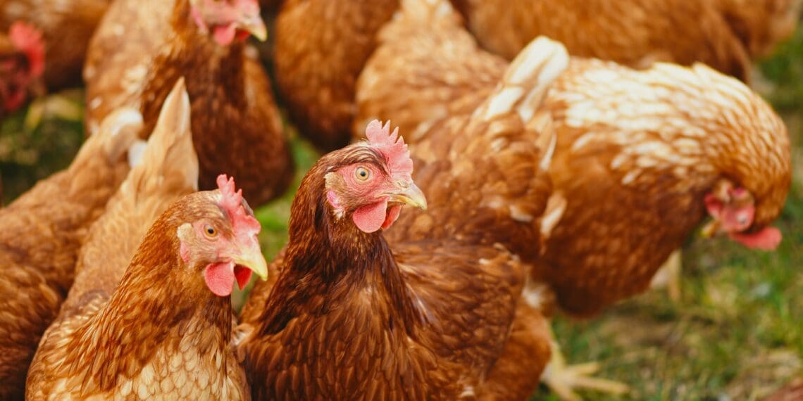 What you need to set up a broiler production