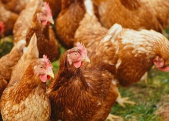 What you need to set up a broiler production