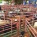 This week’s agriculture events: 5 December to 9 December 2022