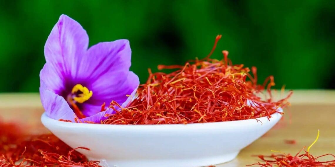 Saffron is not only a high-value spice. It is also a relatively low-risk crop that can be cultivated on as little as a quarter hectare of land. Photo: Supplied/Food For Mzansi