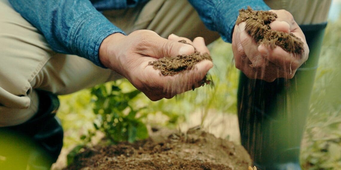 A key intervention that is delivering on soil health and ultimately changing livelihoods in this climate reality is regenerative agriculture. Photo; Supplied/Food For Mzansi