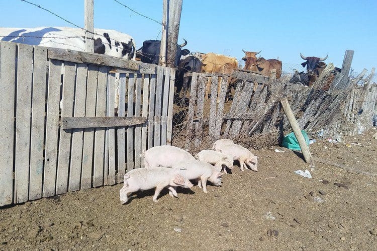 Dark times ahead as ASF rips through township