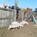 Dark times ahead as ASF rips through township
