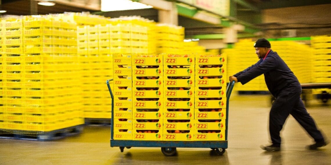 A nationwide supply shortage have resulted in less tomatoes seen on market shelves. Experts expect the price of tomatoes to show an upward trend in the months ahead. Supplied/ZZ2