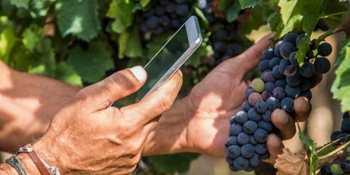 The South African wine industry needs to be prepared for another difficult year, with local and international climates continuing to produce much uncertainty. Photo: Supplied/Vinpro