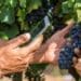 The South African wine industry needs to be prepared for another difficult year, with local and international climates continuing to produce much uncertainty. Photo: Supplied/Vinpro