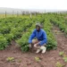 USimanye Sonkebe ngumfama omncinane eDutywa, eMpuma Koloni onethemba lokuba ngumfama okwinqanaba loosomashishini ngenye imini. Ifoto: Kubonelelwe/ NgabakwaFood For Mzansi