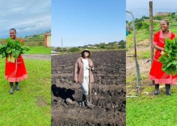 'Growing crops is my therapy', says KZN farmer
