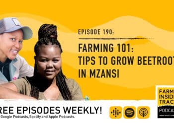 Podcast: Tips to grow beetroot in Mzansi