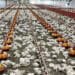 North West farmer Herman du Preez is reeling in shock after he lost 50 000 broiler chickens on his farm. He blames the horrific incident on Eskom's power cuts and plans to claim from the power utility. Photo: Supplied/Twitter