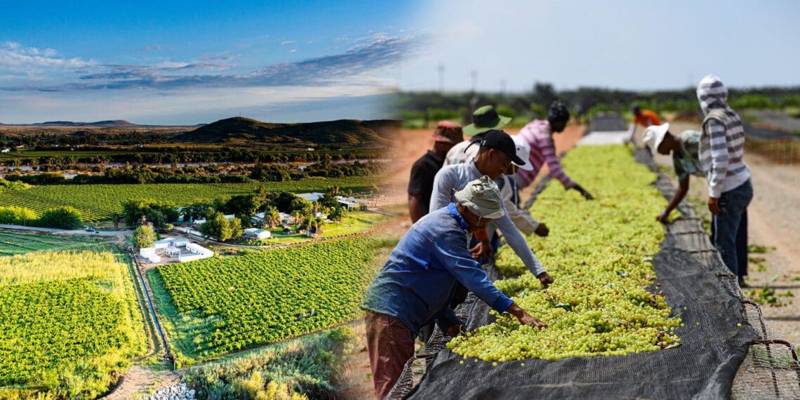 Grape farmers grapple to survive load shedding