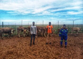 Northern Cape Riverfresh Crop Primary Co-Op has received a leg-up from Droogfontein Solar Power to shift their focus from crop farming to livestock. Pictured are Tuelo Sabela, Moeti Mamapula, Ethusang Molema. Photo: Supplied/Food For Mzansi