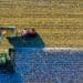Understanding the essentials of cover crops