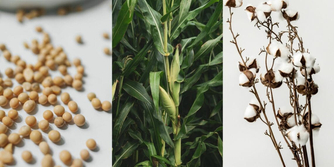 What farmers need to know about biotech crops