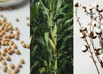 What farmers need to know about biotech crops
